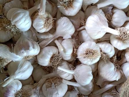 Garlic